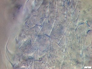  ( - GA_19.21)  @11 [ ] Copyright (2016) Malgorzata Kolicka Department of Animal Taxonomy and Ecology; Adam Mickiewicz University, Poznan