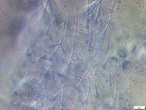  ( - GA_19.21)  @11 [ ] Copyright (2016) Malgorzata Kolicka Department of Animal Taxonomy and Ecology; Adam Mickiewicz University, Poznan