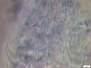  ( - GA_19.21)  @11 [ ] Copyright (2016) Malgorzata Kolicka Department of Animal Taxonomy and Ecology; Adam Mickiewicz University, Poznan