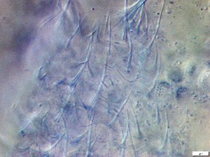  ( - GA_19.21)  @11 [ ] Copyright (2016) Malgorzata Kolicka Department of Animal Taxonomy and Ecology; Adam Mickiewicz University, Poznan