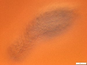  ( - GA_19.21)  @11 [ ] Copyright (2016) Malgorzata Kolicka Department of Animal Taxonomy and Ecology; Adam Mickiewicz University, Poznan