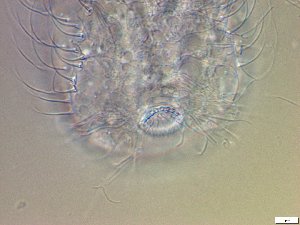  ( - GA_19.21)  @11 [ ] Copyright (2016) Malgorzata Kolicka Department of Animal Taxonomy and Ecology; Adam Mickiewicz University, Poznan