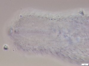  ( - GA_2.1)  @11 [ ] Copyright (2016) Malgorzata Kolicka Department of Animal Taxonomy and Ecology; Adam Mickiewicz University, Poznan