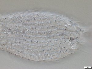  ( - GA_2.1)  @11 [ ] Copyright (2016) Malgorzata Kolicka Department of Animal Taxonomy and Ecology; Adam Mickiewicz University, Poznan