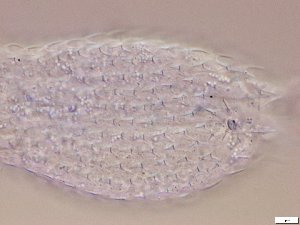 ( - GA_2.1)  @11 [ ] Copyright (2016) Malgorzata Kolicka Department of Animal Taxonomy and Ecology; Adam Mickiewicz University, Poznan