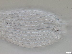  ( - GA_2.1)  @11 [ ] Copyright (2016) Malgorzata Kolicka Department of Animal Taxonomy and Ecology; Adam Mickiewicz University, Poznan