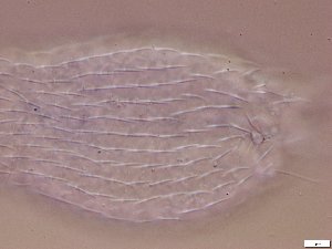 ( - GA_2.1)  @11 [ ] Copyright (2016) Malgorzata Kolicka Department of Animal Taxonomy and Ecology; Adam Mickiewicz University, Poznan