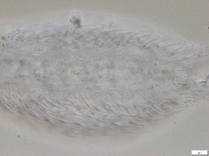  ( - GA_2.1)  @11 [ ] Copyright (2016) Malgorzata Kolicka Department of Animal Taxonomy and Ecology; Adam Mickiewicz University, Poznan