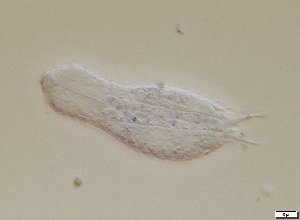  ( - GA_2.1)  @11 [ ] Copyright (2016) Malgorzata Kolicka Department of Animal Taxonomy and Ecology; Adam Mickiewicz University, Poznan