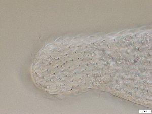  ( - GA_2.1)  @11 [ ] Copyright (2016) Malgorzata Kolicka Department of Animal Taxonomy and Ecology; Adam Mickiewicz University, Poznan