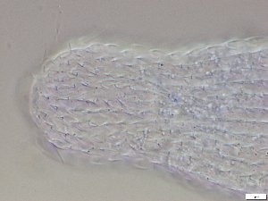  ( - GA_2.1)  @11 [ ] Copyright (2016) Malgorzata Kolicka Department of Animal Taxonomy and Ecology; Adam Mickiewicz University, Poznan