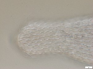  ( - GA_2.1)  @11 [ ] Copyright (2016) Malgorzata Kolicka Department of Animal Taxonomy and Ecology; Adam Mickiewicz University, Poznan