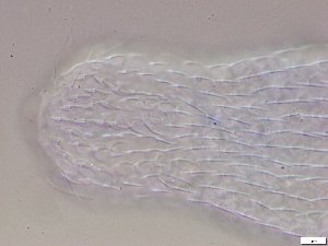  ( - GA_2.1)  @11 [ ] Copyright (2016) Malgorzata Kolicka Department of Animal Taxonomy and Ecology; Adam Mickiewicz University, Poznan