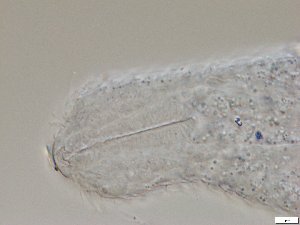  ( - GA_2.1)  @11 [ ] Copyright (2016) Malgorzata Kolicka Department of Animal Taxonomy and Ecology; Adam Mickiewicz University, Poznan