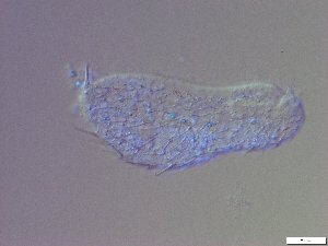  ( - GA_23.3)  @11 [ ] Copyright (2016) Malgorzata Kolicka Department of Animal Taxonomy and Ecology; Adam Mickiewicz University, Poznan