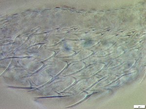  ( - GA_23.3)  @11 [ ] Copyright (2016) Malgorzata Kolicka Department of Animal Taxonomy and Ecology; Adam Mickiewicz University, Poznan
