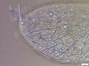  ( - GA_23.3)  @11 [ ] Copyright (2016) Malgorzata Kolicka Department of Animal Taxonomy and Ecology; Adam Mickiewicz University, Poznan
