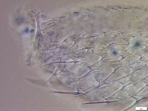  ( - GA_23.3)  @11 [ ] Copyright (2016) Malgorzata Kolicka Department of Animal Taxonomy and Ecology; Adam Mickiewicz University, Poznan