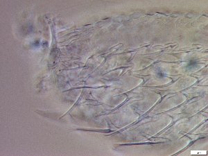  ( - GA_23.3)  @11 [ ] Copyright (2016) Malgorzata Kolicka Department of Animal Taxonomy and Ecology; Adam Mickiewicz University, Poznan