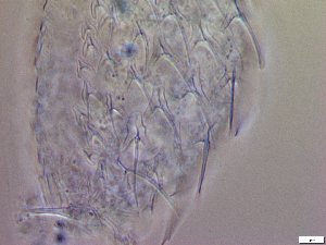  ( - GA_23.3)  @11 [ ] Copyright (2016) Malgorzata Kolicka Department of Animal Taxonomy and Ecology; Adam Mickiewicz University, Poznan