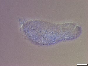  ( - GA_23.3)  @11 [ ] Copyright (2016) Malgorzata Kolicka Department of Animal Taxonomy and Ecology; Adam Mickiewicz University, Poznan