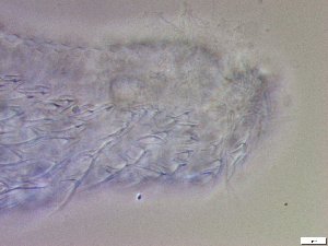  ( - GA_23.3)  @11 [ ] Copyright (2016) Malgorzata Kolicka Department of Animal Taxonomy and Ecology; Adam Mickiewicz University, Poznan