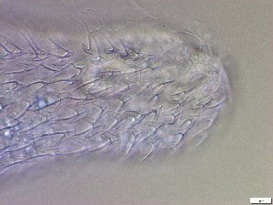  ( - GA_23.3)  @11 [ ] Copyright (2016) Malgorzata Kolicka Department of Animal Taxonomy and Ecology; Adam Mickiewicz University, Poznan