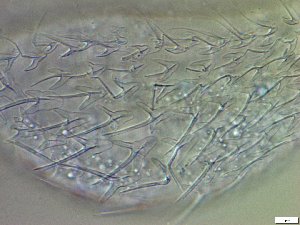 ( - GA_23.3)  @11 [ ] Copyright (2016) Malgorzata Kolicka Department of Animal Taxonomy and Ecology; Adam Mickiewicz University, Poznan