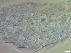  ( - GA_23.3)  @11 [ ] Copyright (2016) Malgorzata Kolicka Department of Animal Taxonomy and Ecology; Adam Mickiewicz University, Poznan