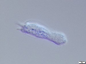  ( - GA_5.2)  @11 [ ] Copyright (2016) Malgorzata Kolicka Department of Animal Taxonomy and Ecology; Adam Mickiewicz University, Poznan