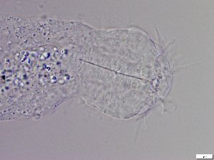  ( - GA_5.2)  @11 [ ] Copyright (2016) Malgorzata Kolicka Department of Animal Taxonomy and Ecology; Adam Mickiewicz University, Poznan