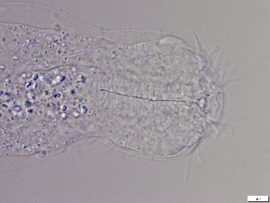  ( - GA_5.2)  @11 [ ] Copyright (2016) Malgorzata Kolicka Department of Animal Taxonomy and Ecology; Adam Mickiewicz University, Poznan