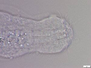  ( - GA_5.2)  @11 [ ] Copyright (2016) Malgorzata Kolicka Department of Animal Taxonomy and Ecology; Adam Mickiewicz University, Poznan