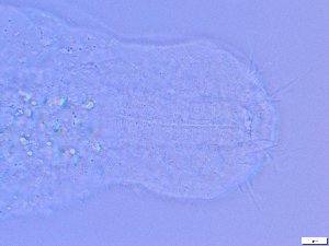 ( - GA_5.2)  @11 [ ] Copyright (2016) Malgorzata Kolicka Department of Animal Taxonomy and Ecology; Adam Mickiewicz University, Poznan