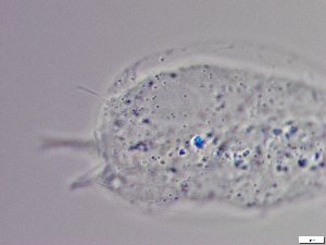  ( - GA_5.2)  @11 [ ] Copyright (2016) Malgorzata Kolicka Department of Animal Taxonomy and Ecology; Adam Mickiewicz University, Poznan