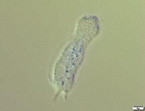  ( - GA_5.2)  @11 [ ] Copyright (2016) Malgorzata Kolicka Department of Animal Taxonomy and Ecology; Adam Mickiewicz University, Poznan