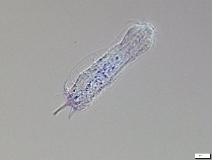  ( - GA_5.2)  @11 [ ] Copyright (2016) Malgorzata Kolicka Department of Animal Taxonomy and Ecology; Adam Mickiewicz University, Poznan
