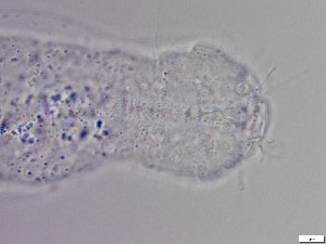  ( - GA_5.2)  @11 [ ] Copyright (2016) Malgorzata Kolicka Department of Animal Taxonomy and Ecology; Adam Mickiewicz University, Poznan
