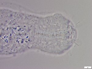  ( - GA_5.2)  @11 [ ] Copyright (2016) Malgorzata Kolicka Department of Animal Taxonomy and Ecology; Adam Mickiewicz University, Poznan