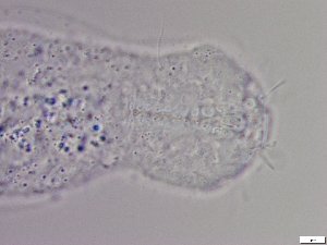  ( - GA_5.2)  @11 [ ] Copyright (2016) Malgorzata Kolicka Department of Animal Taxonomy and Ecology; Adam Mickiewicz University, Poznan