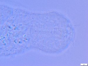  ( - GA_5.2)  @11 [ ] Copyright (2016) Malgorzata Kolicka Department of Animal Taxonomy and Ecology; Adam Mickiewicz University, Poznan