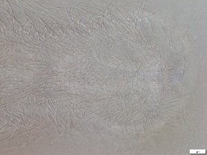  ( - GA_6.1)  @11 [ ] Copyright (2016) Malgorzata Kolicka Department of Animal Taxonomy and Ecology; Adam Mickiewicz University, Poznan