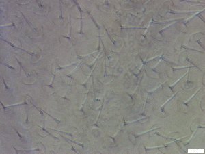  ( - GA_6.1)  @11 [ ] Copyright (2016) Malgorzata Kolicka Department of Animal Taxonomy and Ecology; Adam Mickiewicz University, Poznan