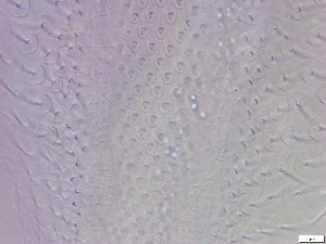  ( - GA_6.1)  @11 [ ] Copyright (2016) Malgorzata Kolicka Department of Animal Taxonomy and Ecology; Adam Mickiewicz University, Poznan