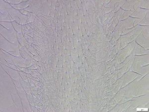  ( - GA_6.1)  @11 [ ] Copyright (2016) Malgorzata Kolicka Department of Animal Taxonomy and Ecology; Adam Mickiewicz University, Poznan
