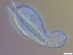  ( - GA_6.1)  @11 [ ] Copyright (2016) Malgorzata Kolicka Department of Animal Taxonomy and Ecology; Adam Mickiewicz University, Poznan