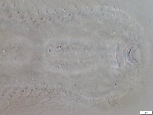  ( - GA_6.1)  @11 [ ] Copyright (2016) Malgorzata Kolicka Department of Animal Taxonomy and Ecology; Adam Mickiewicz University, Poznan