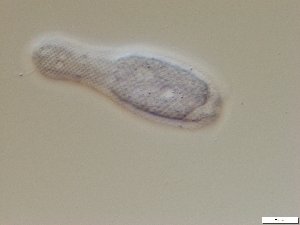  ( - GA_6.7)  @11 [ ] Copyright (2016) Malgorzata Kolicka Department of Animal Taxonomy and Ecology; Adam Mickiewicz University, Poznan
