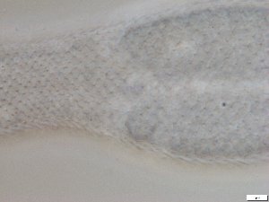  ( - GA_6.7)  @11 [ ] Copyright (2016) Malgorzata Kolicka Department of Animal Taxonomy and Ecology; Adam Mickiewicz University, Poznan