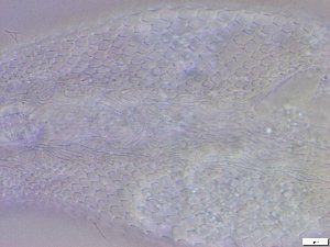  ( - GA_6.7)  @11 [ ] Copyright (2016) Malgorzata Kolicka Department of Animal Taxonomy and Ecology; Adam Mickiewicz University, Poznan